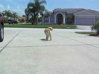 Dog walking with a prosthesis