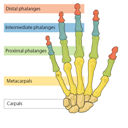 human hand big