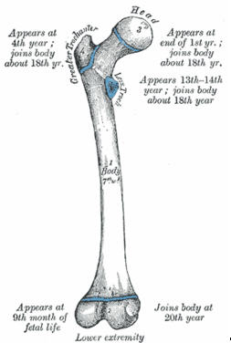 Femur