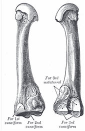 2nd Metatarsal Bone