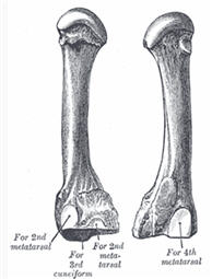 3rd Metatarsal Bone