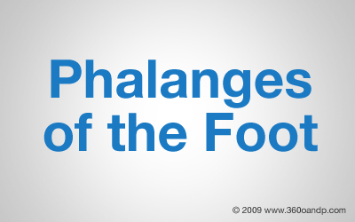 Phalanges of the Foot