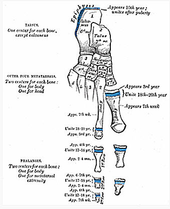Phalanges of the foot